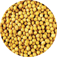 soybean