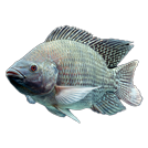 tilapia