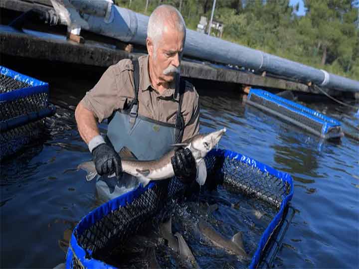 fish farm